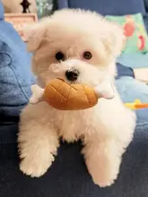 犬用おもちゃ【噛みごたえのある毛布の骨・鳴き声付き・小型犬用】