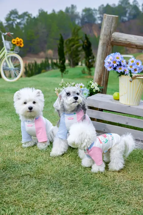 ペットウェア Tシャツ 小型犬 猫 ビションフリーゼ シュナウザー 薄手 かわいい 春 「mookipet」