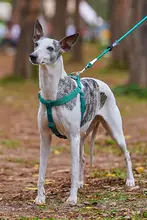 犬用 ハーネスリード ペット散歩 中型犬 高品質 快適耐久