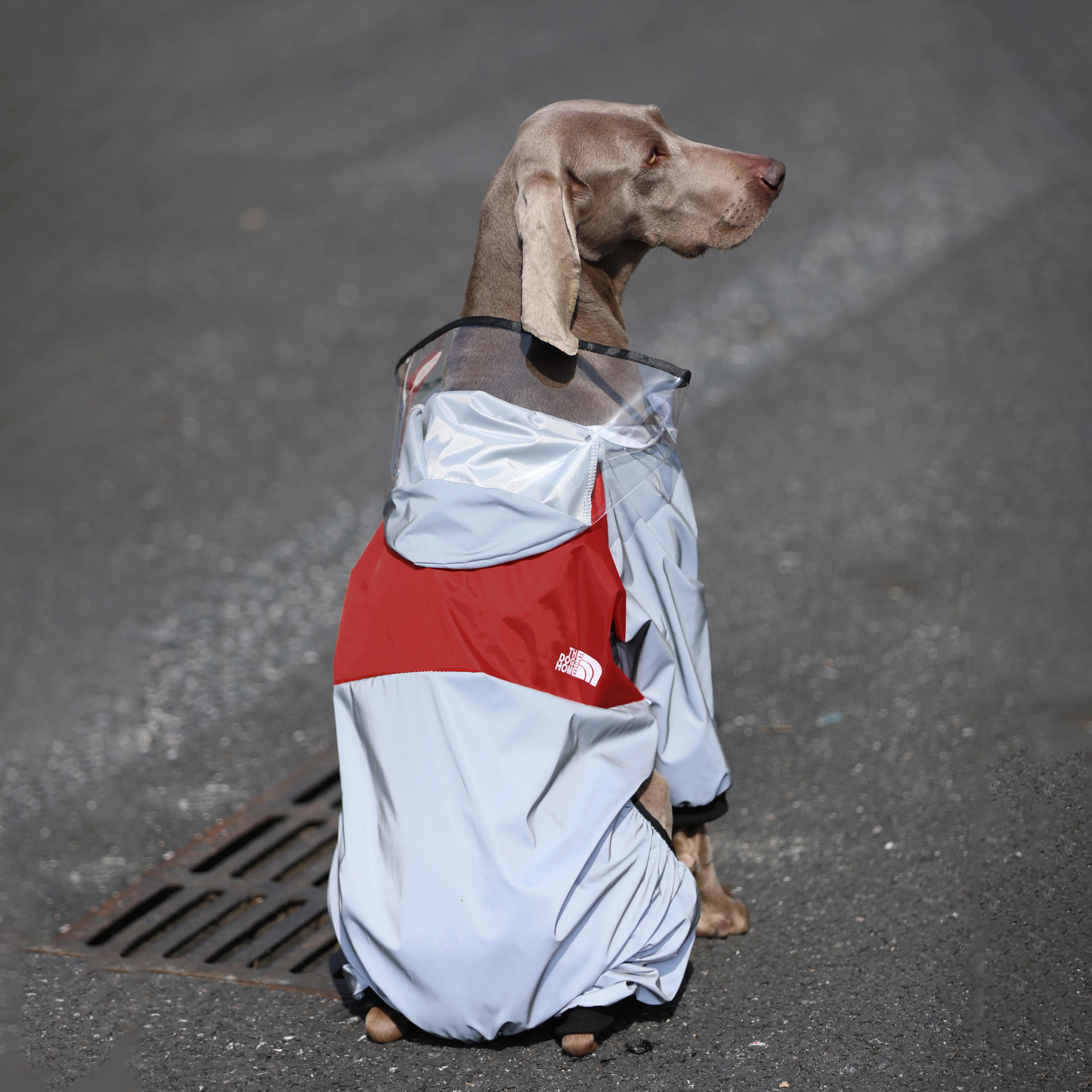 大型犬用防水レインコート：ラブラドール・ゴールデン・ボーダーコリー対応の四足タイプが実用性をどう評価するか