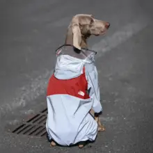 大型犬用 防水犬用レインコート【ラブラドール・ゴールデン・ボーダーコリー対応・四足タイプ】