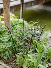 半円型 植物支柱 鉄製 倒伏防止 つる植物 観葉植物 アジサイ 枝葉固定 庭 ベランダ