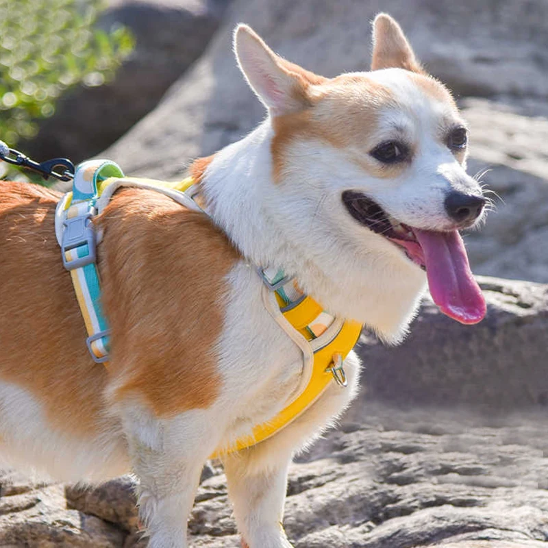 小型犬用リードハーネス PETa ガーリーピンク・オブシディアンブラックの実用性と設計特性