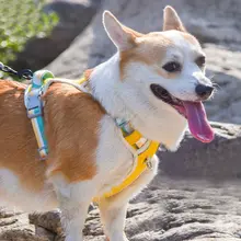 可調節式 小型犬用リード【高いデザイン性・ハーネス付き】