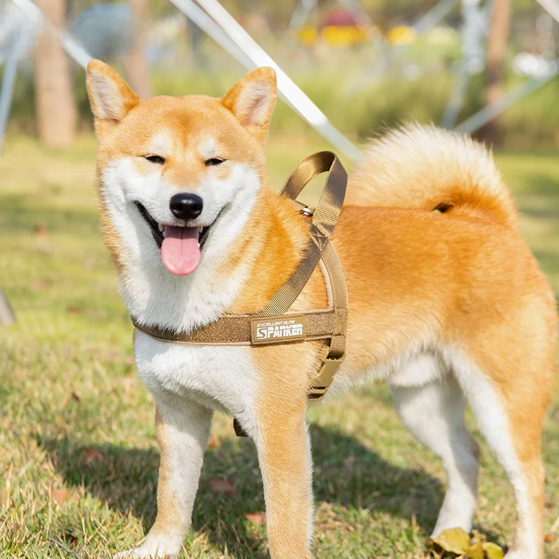 犬のお散歩グッズをコスパ良く揃える方法　徹底解説・サイズ選びのポイント