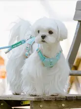 犬用ハーネス リード ベスト型 小型犬 愛犬 お散歩 ペット 「ARKIKA」