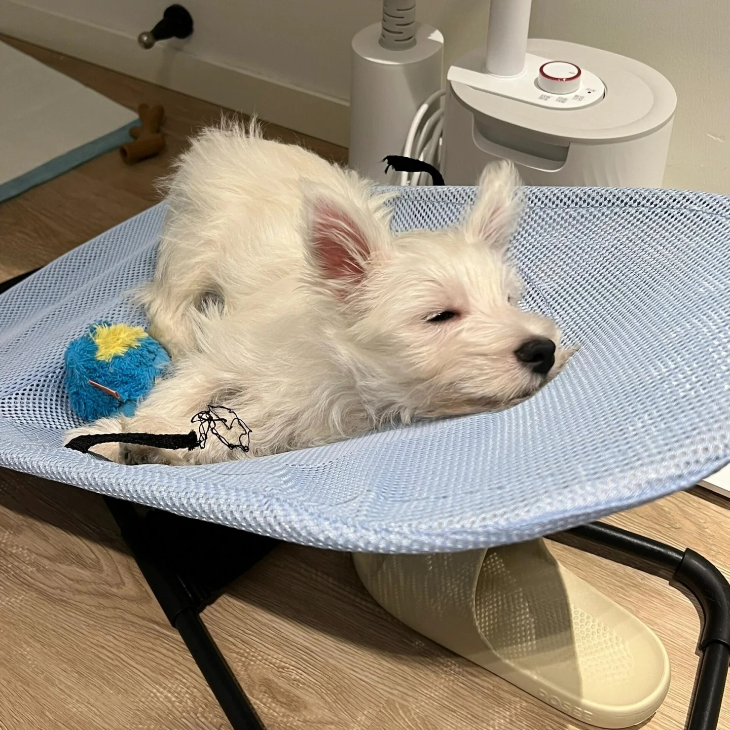 ペット用ロッキングチェア：中小型犬対応の折りたたみ式家具が実用性を提供