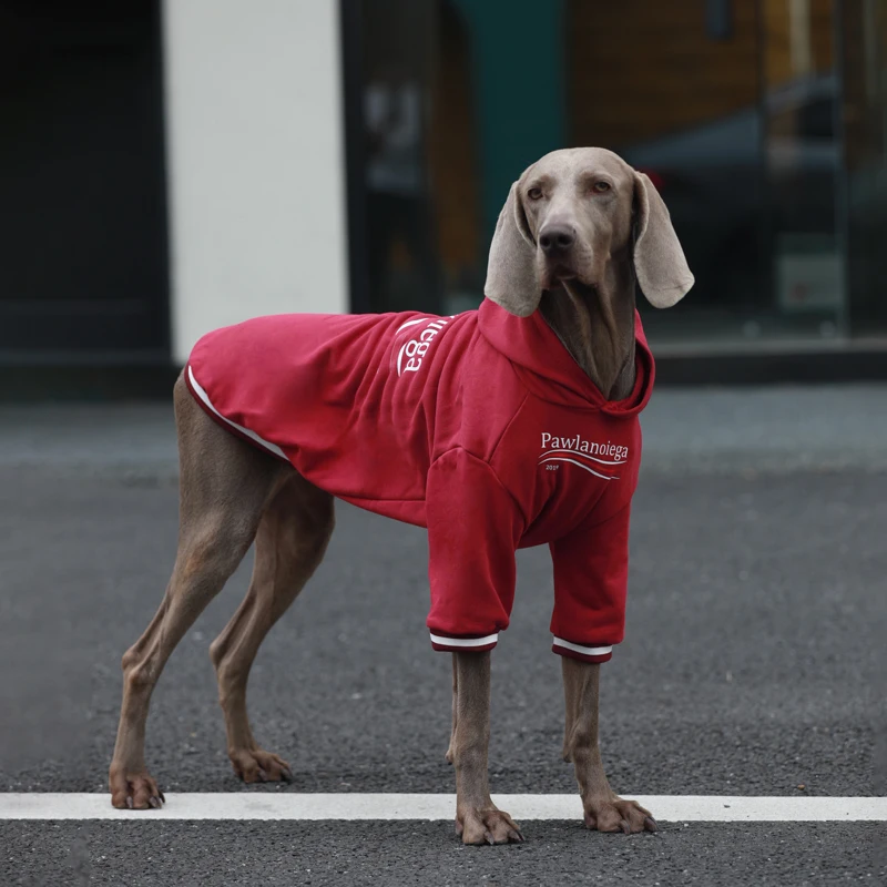 大型犬用ペット服：秋冬対応の保温スウェットシャツ選び方