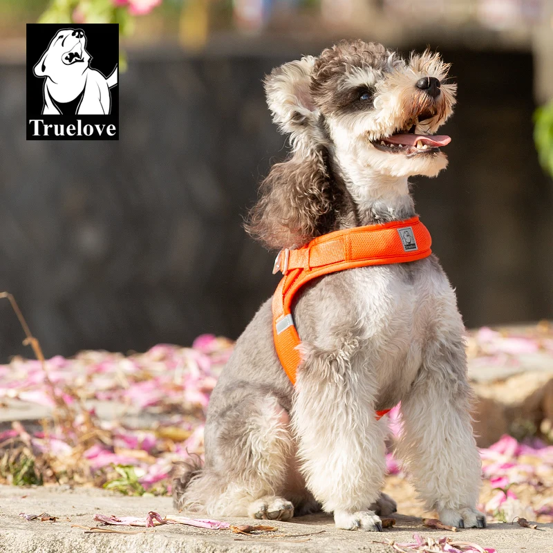 犬のお散歩グッズをコスパ良く揃える方法　完全ガイド