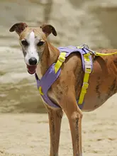 犬用 ハーネスリード【小中大型犬対応・首を締めない工字型】