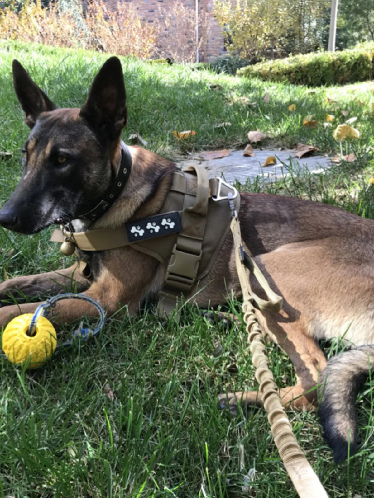 犬のお散歩グッズをコスパ良く揃える方法｜胸部サポート付きハーネスリードの実測ガイド