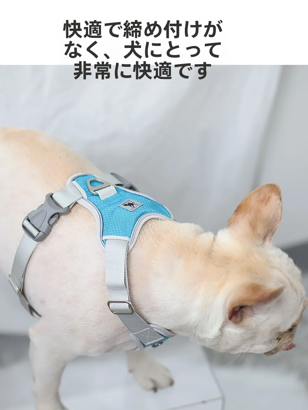 犬のお散歩グッズをコスパ良く揃える方法　ハーネス式リードの選び方徹底解説