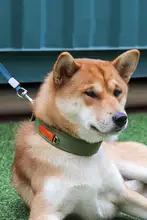 中型犬用ペット首輪【名入れ対応・コーギー・テディ用】