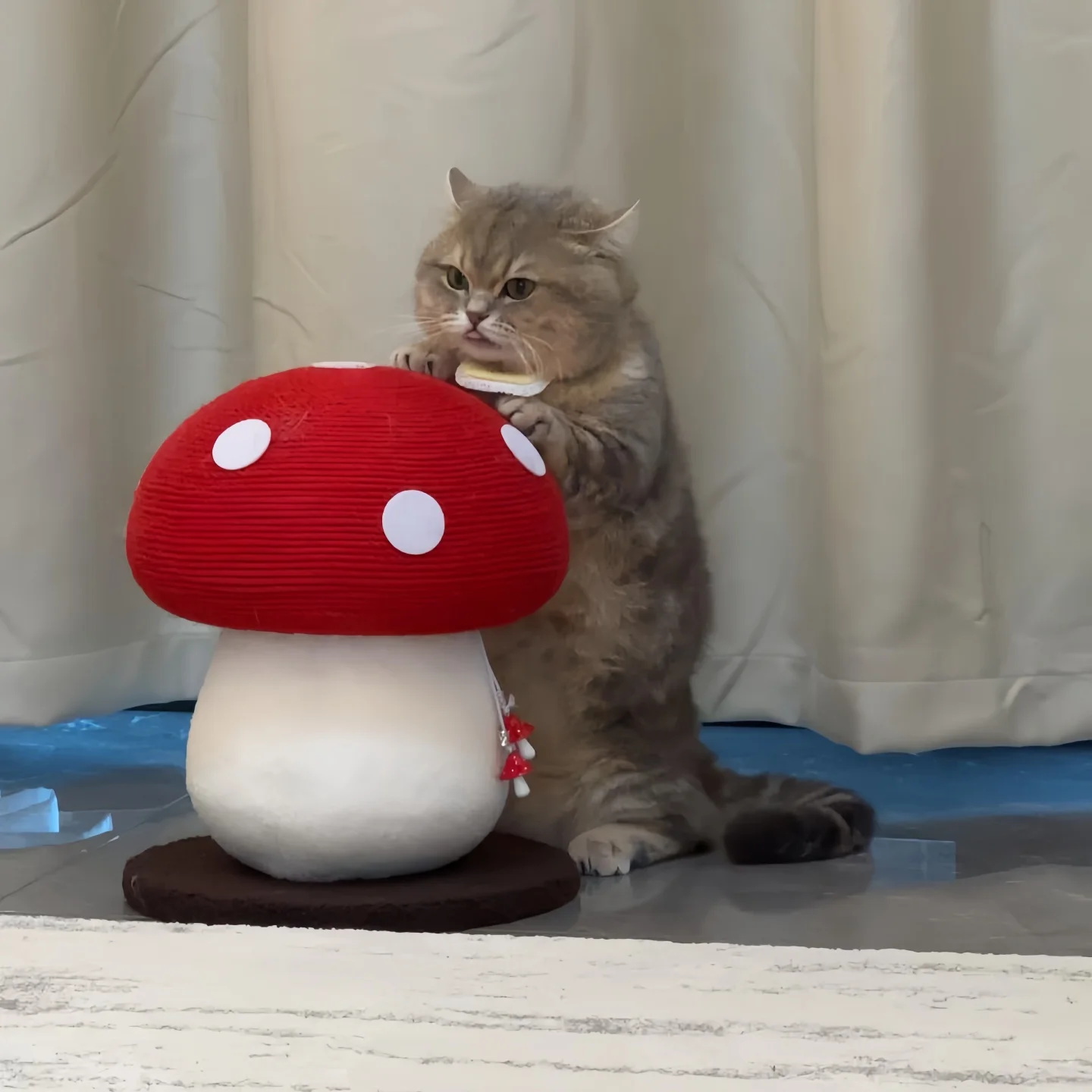 耐久性のある立式猫爪研ぎ柱：猫の飼いやすさランキングにふさわしい省スペースデザイン