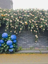 リアルなローズデザインの装飾用壁面飾り【インスタ映え・空調パイプアレンジ・滝の花壁】
