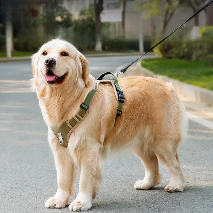 大型犬用ハーネスとリードセット【胸部サポート・耐久性・中型犬対応】