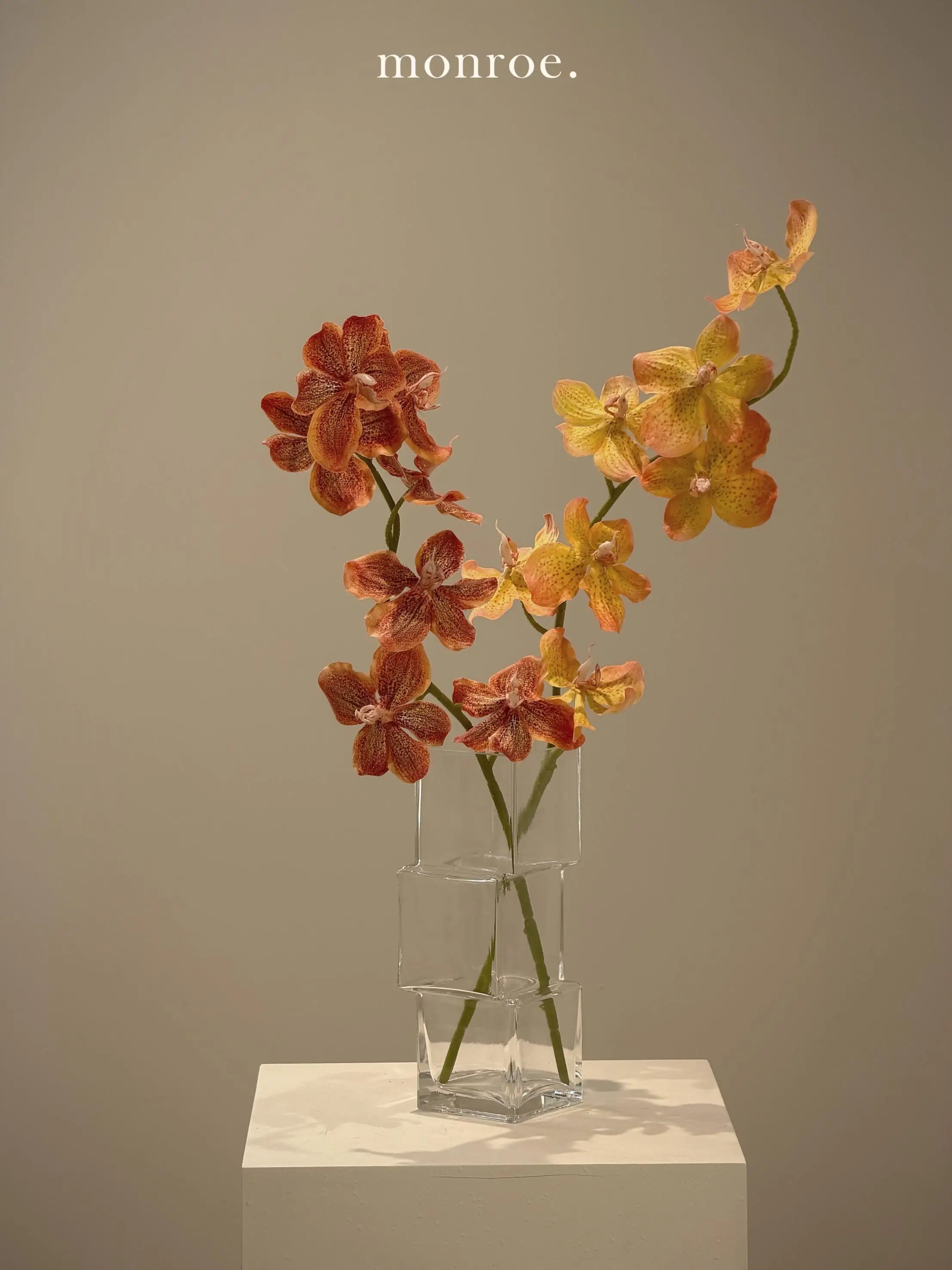 ハエトリグサの花言葉に似た、静かな美しさをもつ「高枝胡姫蘭」は、あなたのデスクにどんな存在になるの？