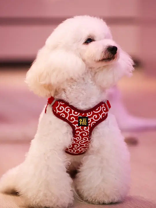 ペット用ハーネス リード付き【抗爆・ジャケットタイプ・小型犬・大型犬対応・コーギー・柴犬・ビションフリーゼ用】