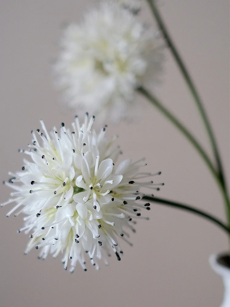 白いバケハに似た花を家に飾るなら、これが一番心地よい理由は？