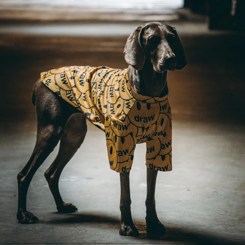 犬服夏用薄い通気性メッシュ抗脱 落：通気性と汚れ防止の実用性を検証