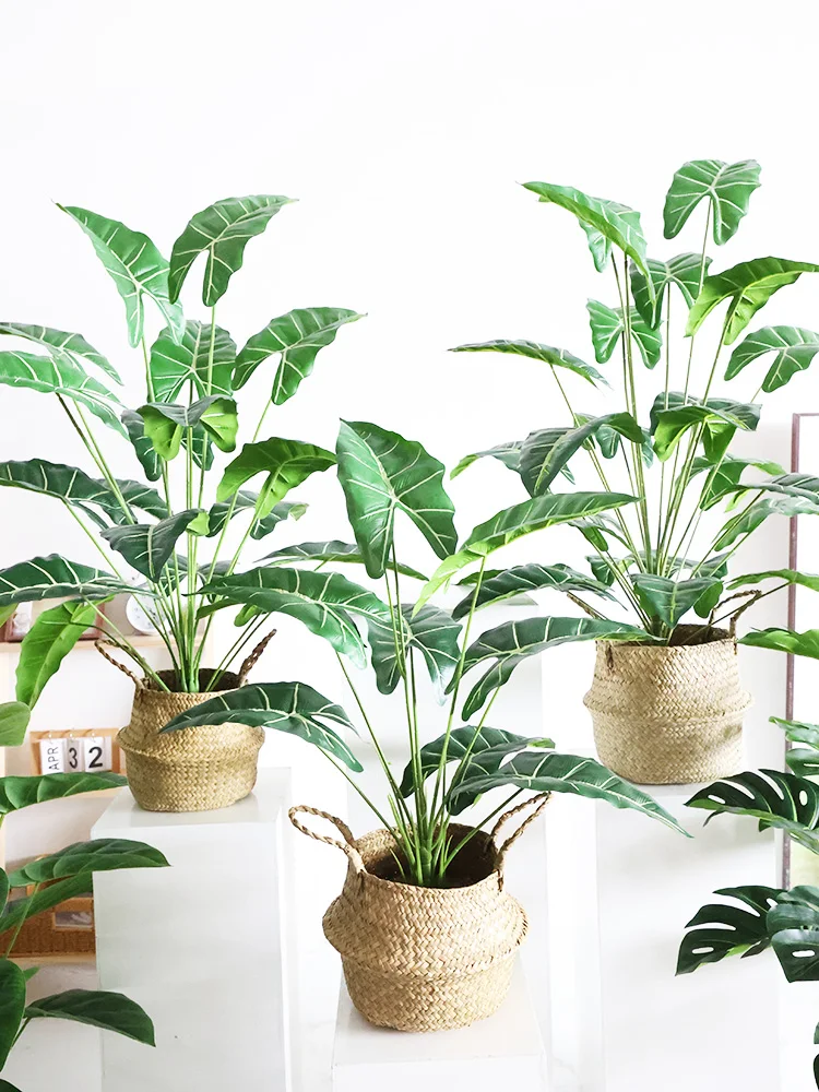 韓国カフェ風インテリアを再現するための観葉植物ツルビニ鉢植え