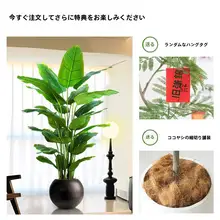 模擬緑植物極楽鳥リビングルーム床から天井までの大きな植物