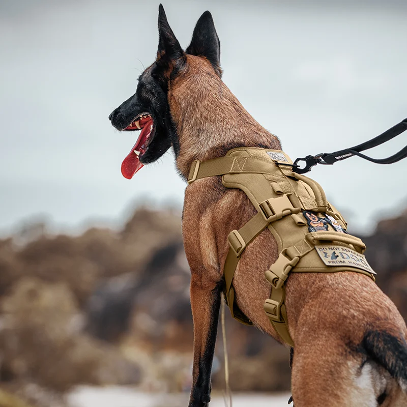 犬のお散歩グッズをコスパ良く揃える方法　タクティカルベストの実用性徹底解説
