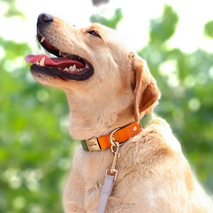 ペット用タム犬用首輪【中型・大型犬用・防紛失・リード付き】
