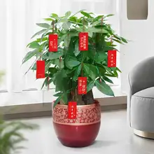 新居飾り用冬青と銀柳の年橘デザイン吊り飾り【お祝い用・観葉植物風・インテリア】
