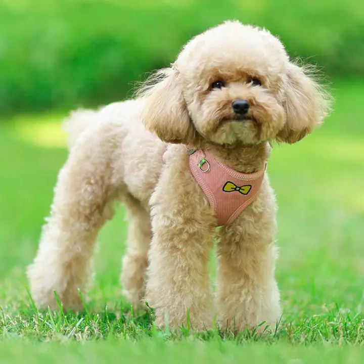 犬用通気性ベストタイプリフレクターリード【夜間用・中小型犬対応】