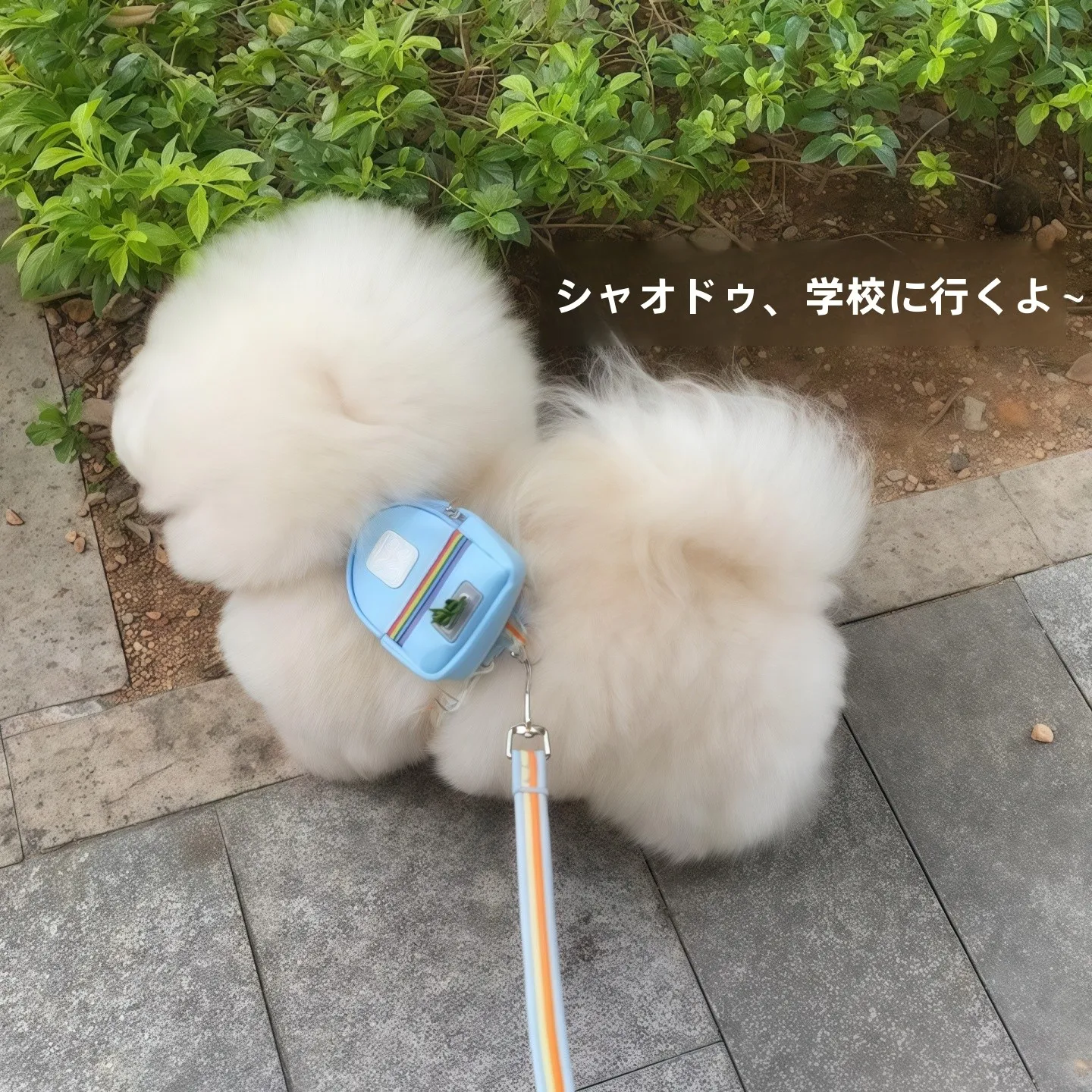 中小型犬用背心式ハーネス付きリード：防脱出設計と多様なサイズ対応