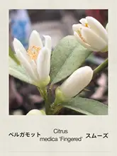 佛手柑デザインの泡泡袖Aラインワンピース【ライセールコットン混合素材】