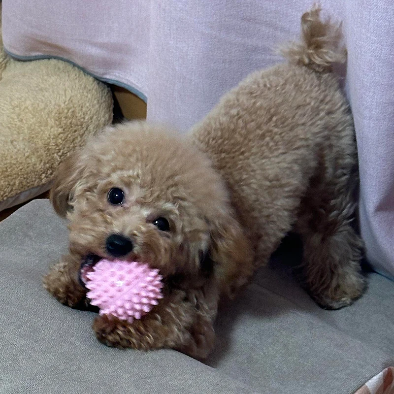 犬用おもちゃ ボール型歯磨きトイ：室内犬 飼いやすい ための低メンテナンス対策