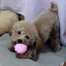 犬用おもちゃ ボール型歯磨きトイ【耐噛性・インタラクティブ・運動不足解消】