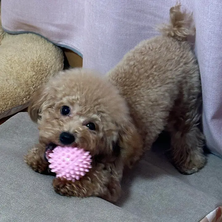 犬用おもちゃ ボール型歯磨きトイ【耐噛性・インタラクティブ・運動不足解消】