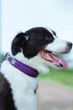 winhyepet 犬用首輪【小型犬・中型犬・大型犬対応・軽量・快適】