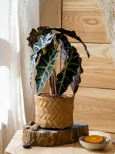 ミニ花壇風のコンクリート製フラワーベース【グリーン植栽・デスク用・小型】