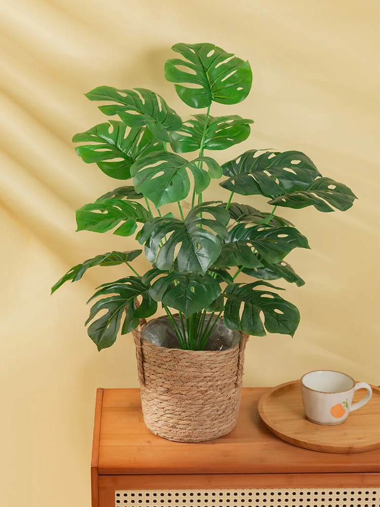 一人暮らし新生活をだけで揃えたら総額いくら？心を癒す観葉植物の選び方完全ガイド