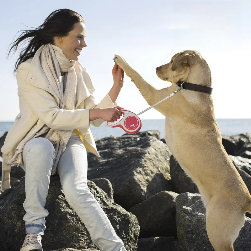 犬のお散歩グッズをコスパ良く揃える方法｜自動伸縮リードで解決する散歩の悩み