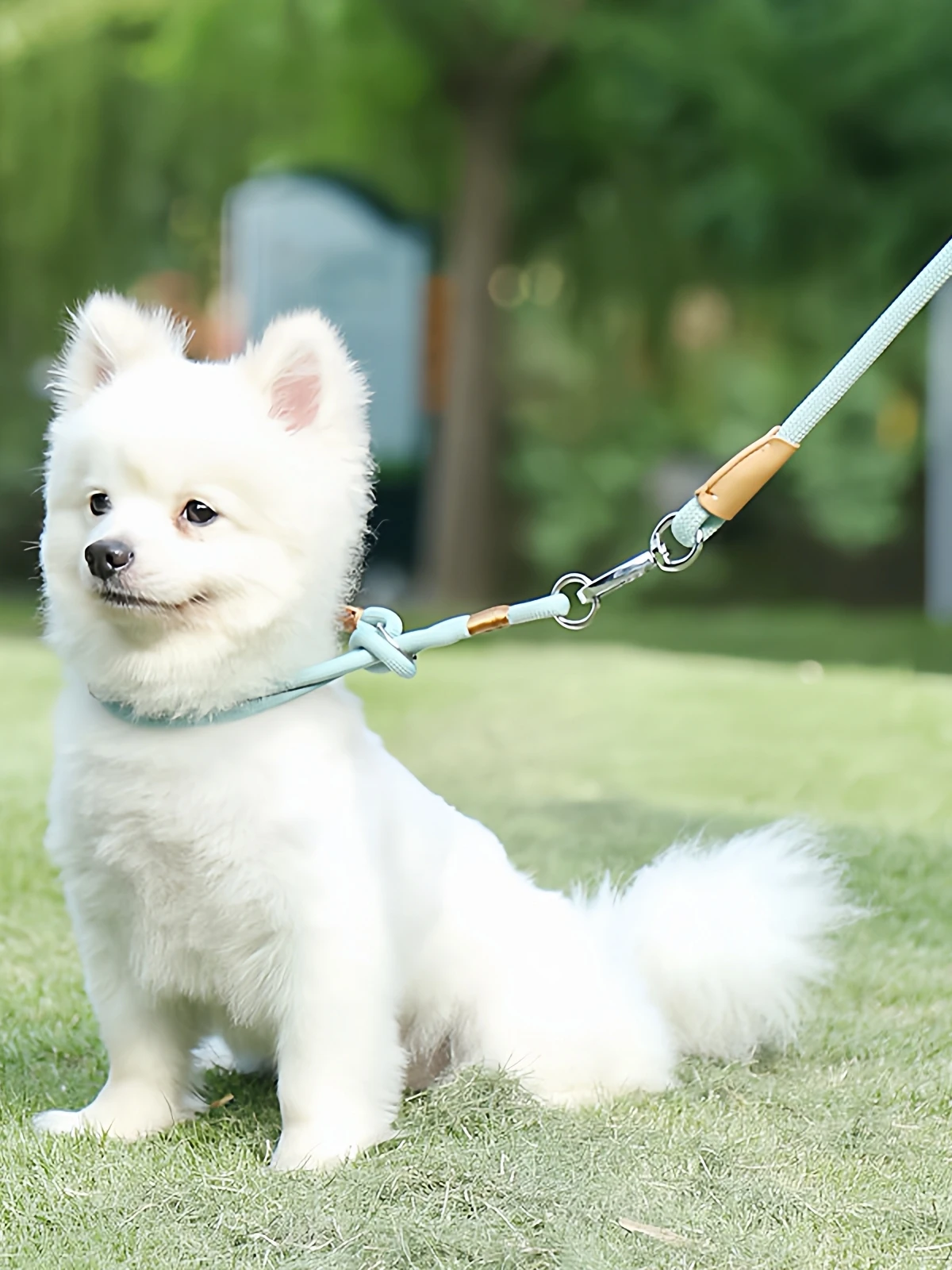 犬のお散歩グッズをコスパ良く揃える方法｜シンプルで実用的なリードの選び方徹底解説