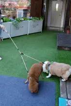 ダブルヘッド犬用リード【1頭、2頭、3頭対応・中小型犬用・デイリートレーニング用】