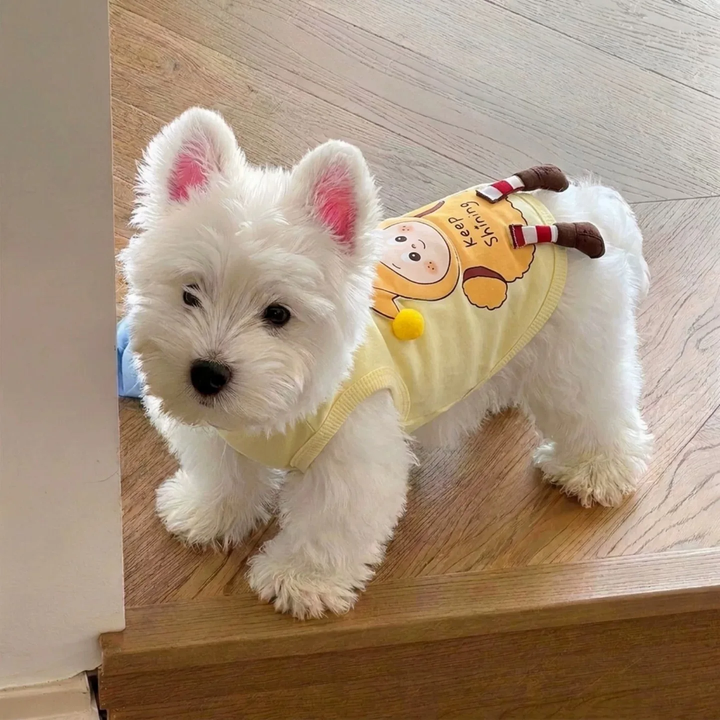 小型犬のハーネス選びで迷うなら、これで解決できる？