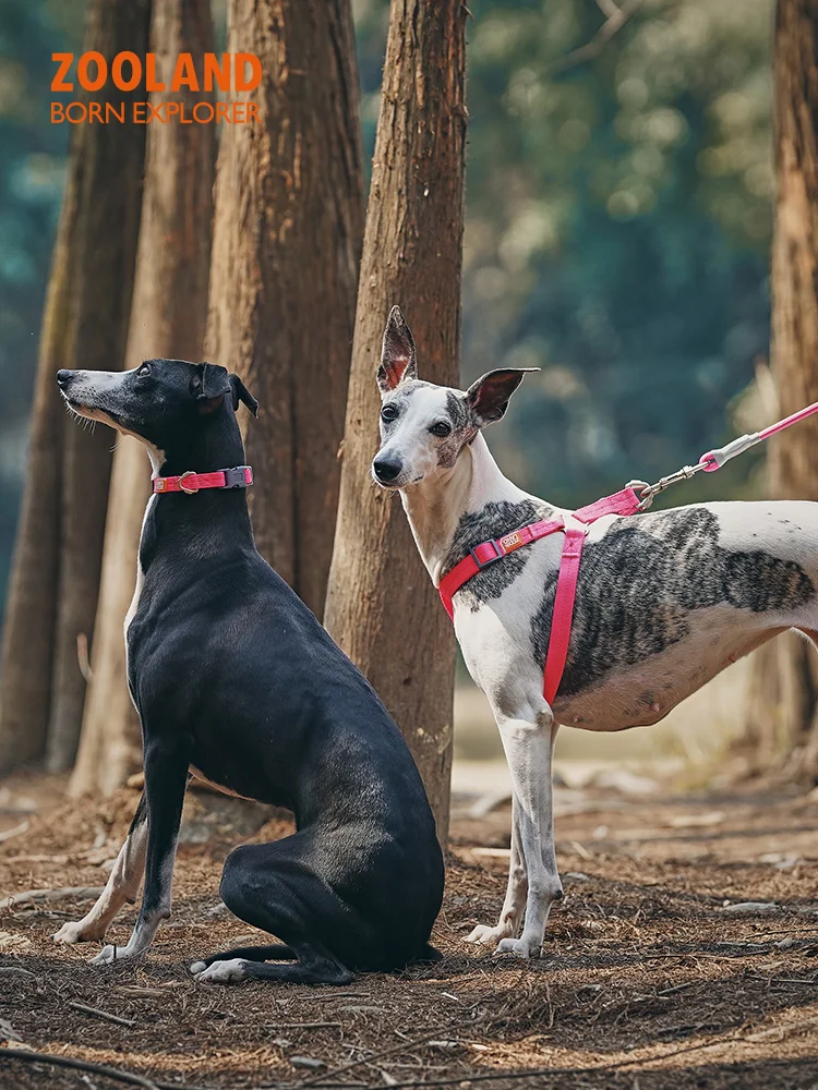 犬のお散歩グッズをコスパ良く揃える方法｜ハーネス付きリードの実測ガイド
