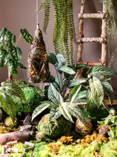 リアルな仙洞の亀背葉 グリーン植物 花挿し 装飾花卉