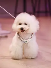 ペット用ハーネス リード付き【抗爆・ジャケットタイプ・小型犬・大型犬対応・コーギー・柴犬・ビションフリーゼ用】