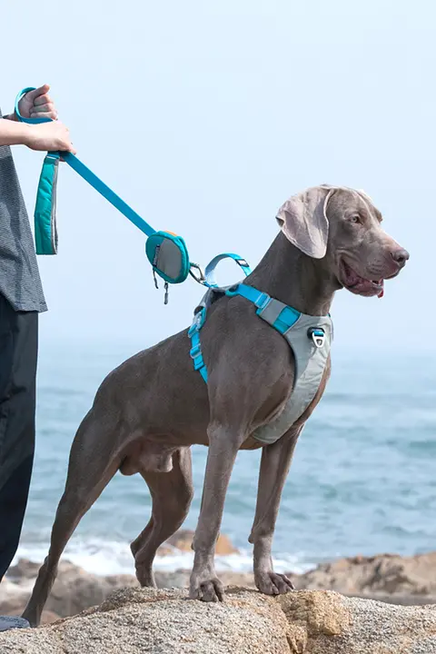 犬用ハーネス【アウトドア・引っ張り防止・ペット用リード付き】