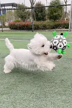 犬用サッカートイ【耐噛性・解消・小型犬向け・コーギー・テディベア】