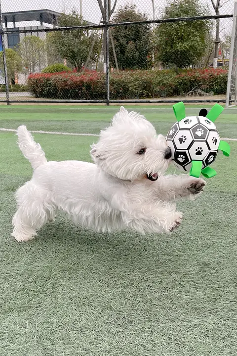 犬用サッカートイ【耐噛性・解消・小型犬向け・コーギー・テディベア】