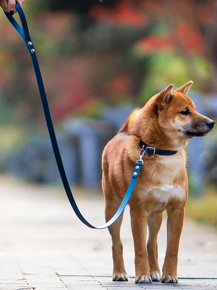 犬のお散歩グッズをコスパ良く揃える方法｜革製首輪の実際の利点と選び方