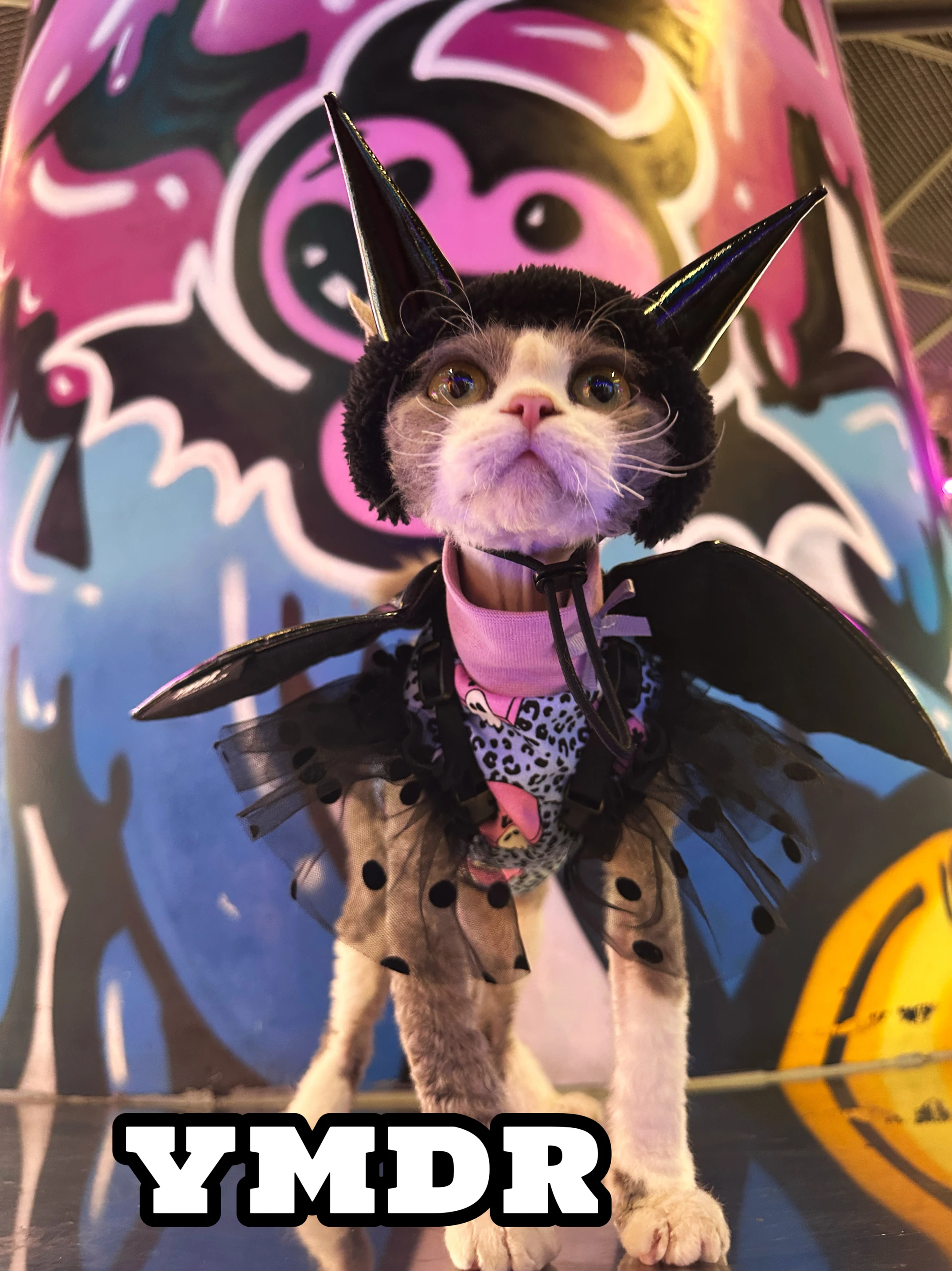 おしゃれキャットトゥルーズはどんな感じ？ハロウィンスタイルで猫の個性を発揮できるのか？